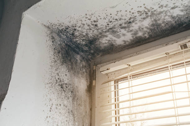 Affordable Mold Remediation solutions in Ashland, NJ